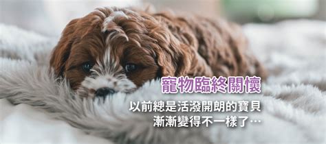 狗狗死亡|狗狗知道自己要死了嗎？7個關於寵物、狗狗去世前行。